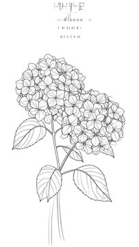 Hydrangea Line Drawing.