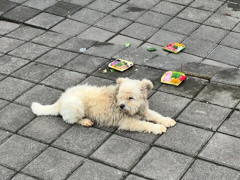 Fluffy white puppy resting on a stone-paved street beside colorful Balinese canang sari flower offerings in Bali