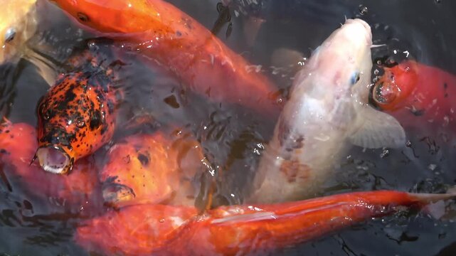 Colorful koi carp fish feeding in a pond