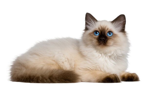 Birman cat with bright blue eyes lying down