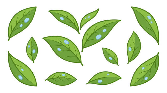 Set of green leaves with water drops in cartoon vector style