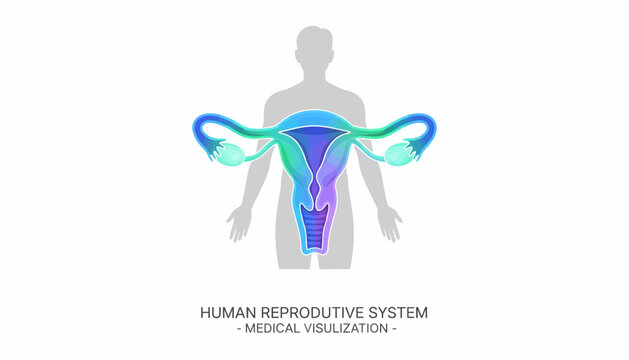 Anatomical medical illustration of the female human reproductive system including the uterus ovaries and fallopian tubes on a grey silhouette background