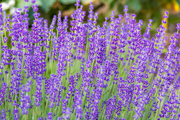 Obraz premium Close-up of Vibrant Purple Lavender Flowers Blooming in a Field
