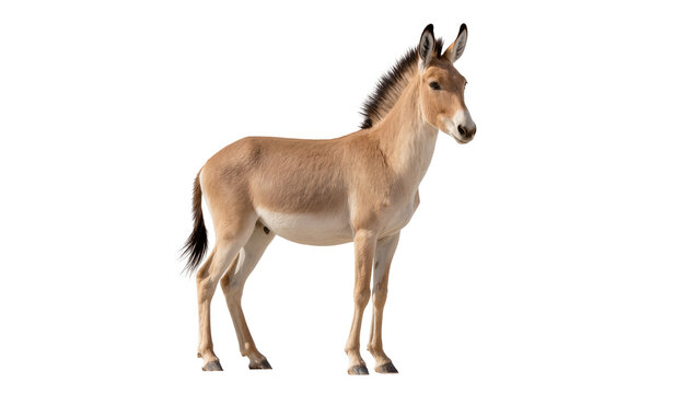 Onager wild ass standing profile view