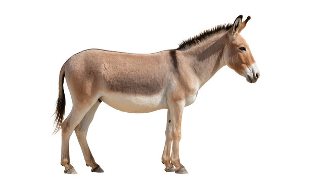 Onager wild ass donkey mammal animal