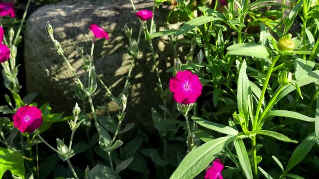 Blooming Pink Rose Campion (Silene coronaria) / 鮮やかに咲くピンクのフランネルソウ（スイセンノウ）