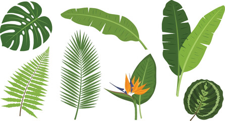 Collection of diverse tropical leaves and a bird of paradise flower flat vector illustration for nature themes summer design and botanical concepts © Zohaib