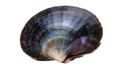 Dark iridescent clam shell with concentric rings © Ivan