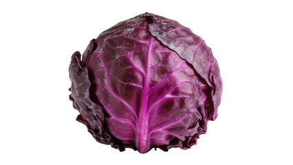 Obraz premium Whole red cabbage with vibrant purple leaves and visible veins