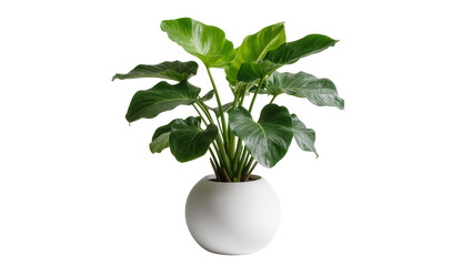 Large green philodendron plant in a round white pot © Ivan