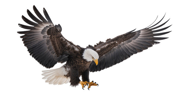 Bald eagle with wings spread wide, descending