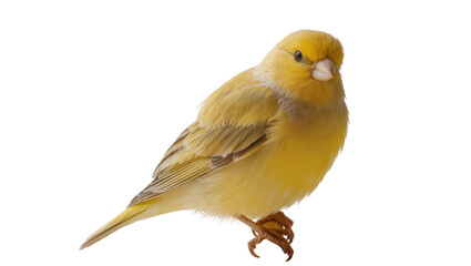 Obraz premium Yellow canary bird perched on feet