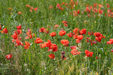 Obraz premium Close view of bright red poppies growing among tall green grasses, showing natural wildflower beauty, spring color, and peaceful meadow detail.