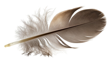Brown and white bird feather with fluffy downy base © Elena