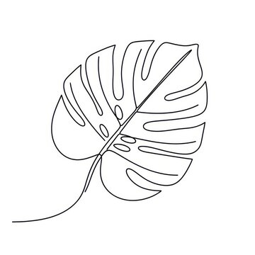 Continuous line drawing of a tropical monstera leaf