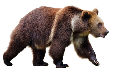 Fototapeta premium Brown bear walking with fur detail