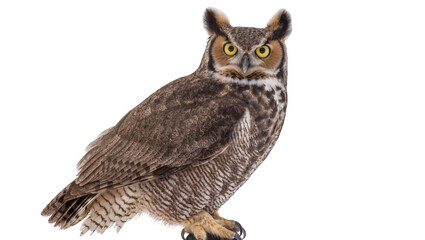Fototapeta premium Great Horned Owl with ear tufts and yellow eyes