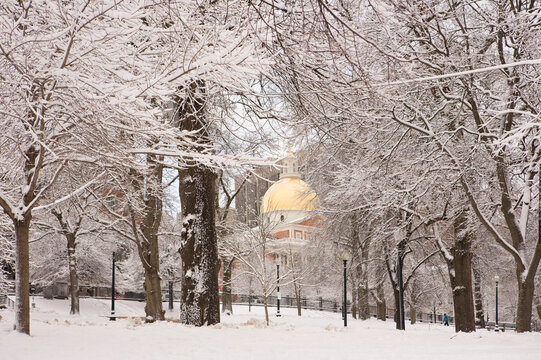 Snow covered trees in front of a government building, Boston Common