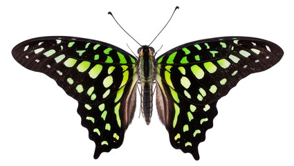 Graphium sarpedon butterfly with black and green spotted wings © Elena