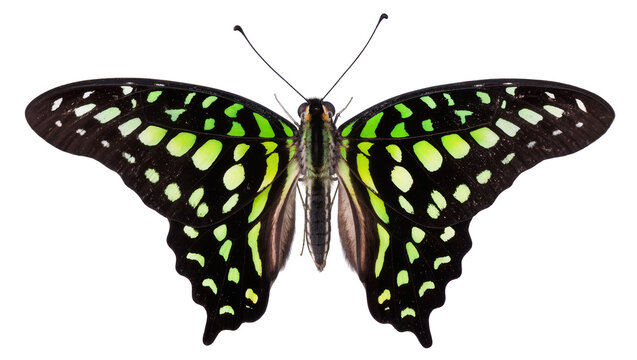 Graphium sarpedon butterfly with black and green spotted wings
