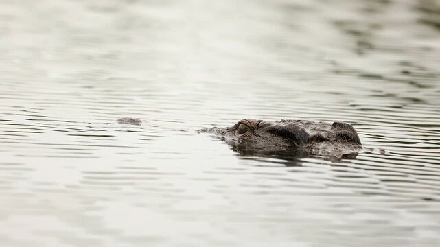 Crocodile submerged in river with only eyes above surface, close up