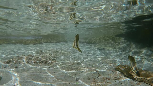 Two young Batfish swimming in a coastal area in shallow water over a sandy seabed reflecting on the surface of the water, under a glare of the afternoon sun in calm weather. 