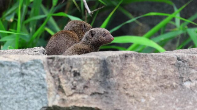 Close-up cute Dwarf mongoose family look toward camera from boulder