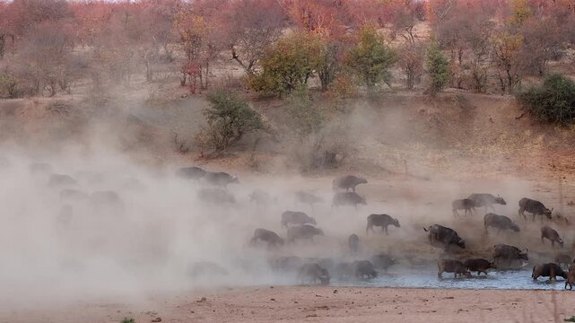 Dust obscures herd of Cape buffalo going to drink in dry season river