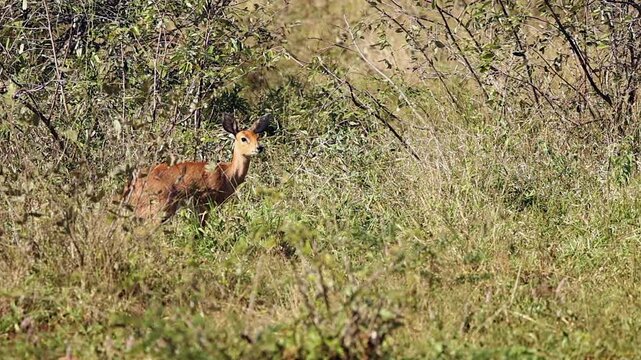 Establishing shot of lone Steenbok antelope pawing at bushveld ground