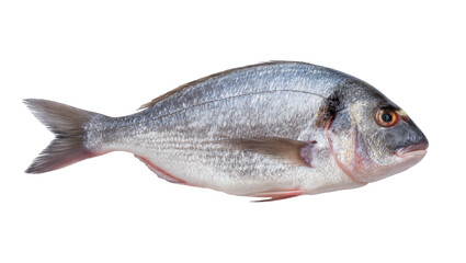 Obraz premium Whole raw sea bream fish with silver scales and orange eye