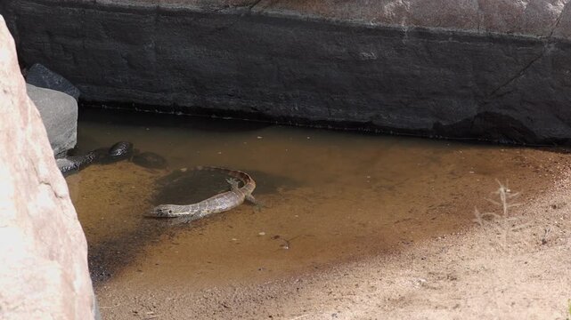 Water monitor lizard hunts in clear shallow river with big catfish