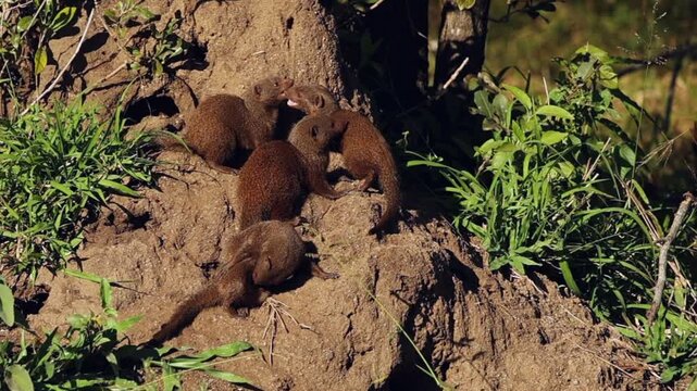 Cute family of Dwarf Mongoose outside termite mound den in Kruger NP