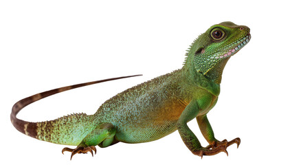 Fototapeta premium Green Chinese Water Dragon Lizard Reptile