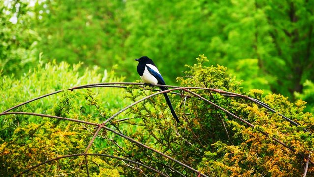 Pie noire et blanche perch&eacute;e sur une structure du jardin des g&eacute;ants &agrave; Lille dans le Nord, France, Europe