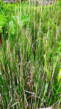Plante vivace aquatique pr&ecirc;le du japon, Equisetum japonicum, dans le jardin des g&eacute;ants &agrave; Lille dans le Nord, France, Europe
