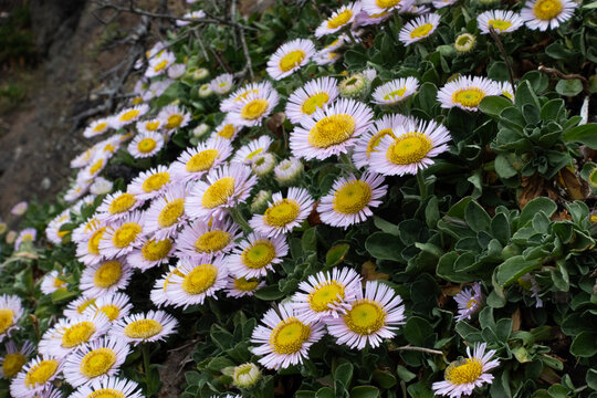 A cluster of blooming Erigeron glaucus flowers with bright yellow centers and pale pink petals on a hillside