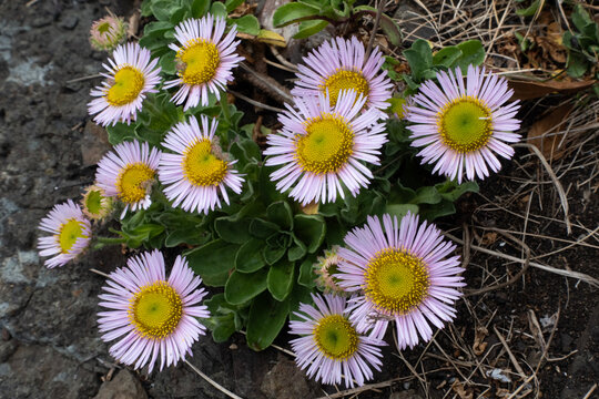 A cluster of blooming Erigeron glaucus flowers with bright yellow centers and pale pink petals on a hillside