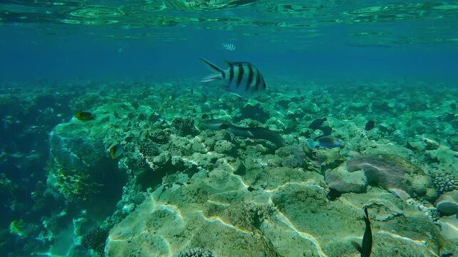 Giant moray eel, Gymnothorax javanicus swim along the edge of the reef above the flat top on shallow coral reef, under the bright rays of the midday sun, with many tropical fish, Full body 