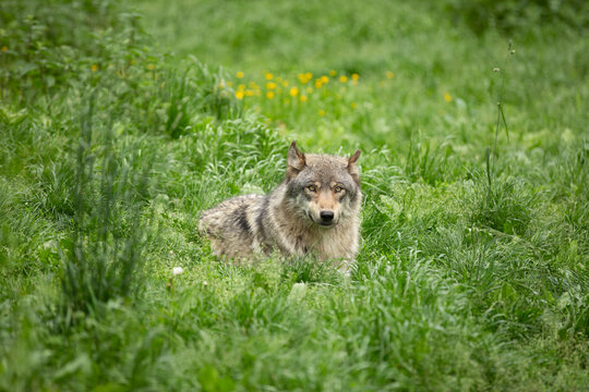 Lobo