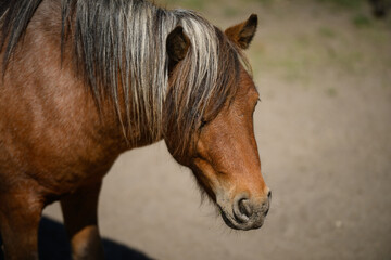 Obraz premium Brown pony portrait close up with beautiful thick mane. Fluffy horse head profile in sunny day. Equestrian ranch life, wild mustang fauna, zoology, horseback riding, animal care concepts, equestrian
