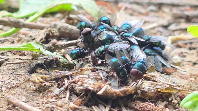 Greenbottle flies decomposing a squashed roadkill frog in nature#003

 