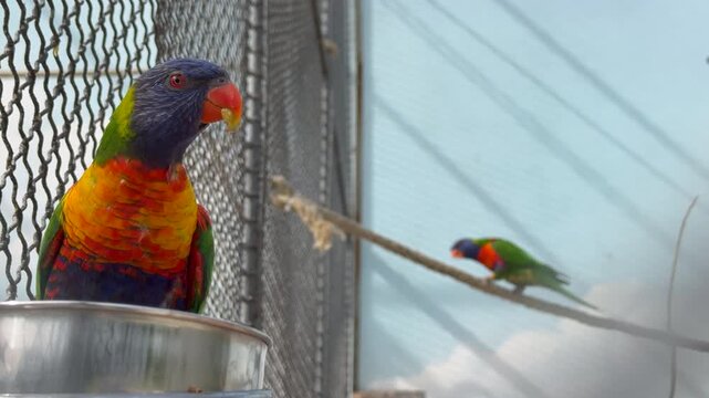 Close up video of a vibrant rainbow lorikeet perched on a feeding bowl inside an aviary enclosure at a Paris bird park. The colorful Australian parrot with blue head, orange chest and green wings