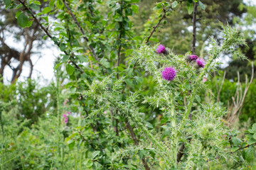 Obraz premium Wild thistle blooming with bright purple flowers and sharp thorns in a green field