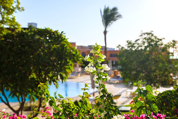 Fototapeta premium Hotel Courtyard with Lush Greenery and Sunlit Swimming Pool Under Bright Summer Sky.