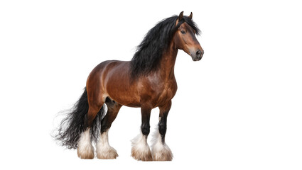 Brown horse with long black mane and white fetlocks © Maria