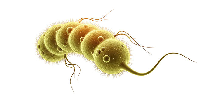 Detailed Scientific Illustration of a Flagellated Bacteria Cell Microorganism Floating on a Clean White Background