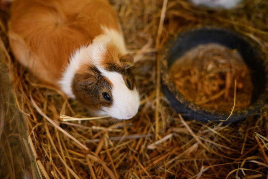 Cute guinea pig sitting in dry hay next to food bowl close up. Tricolor domestic cavy bird's eye view portrait. Pet care, rodent nutrition, veterinary, domestic animal farming concepts, healthy food.