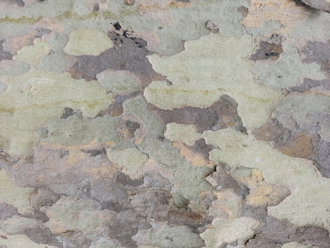 Close-up texture of peeling Sycamore or Plane tree bark revealing a natural, organic camouflage pattern in shades of pale green, grey, and brown.