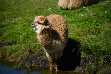 Fototapeta premium Close-up profile of a beautiful fluffy alpaca near water in a green pasture. Cute domestic llama resting on a sunny day in an ethno park farm. Concept of animal husbandry, agriculture and travel