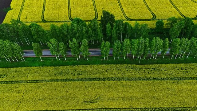Vibrant yellow canola field separated by a road and green trees in aerial view